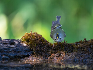 Goldcrest, Regulus regulus