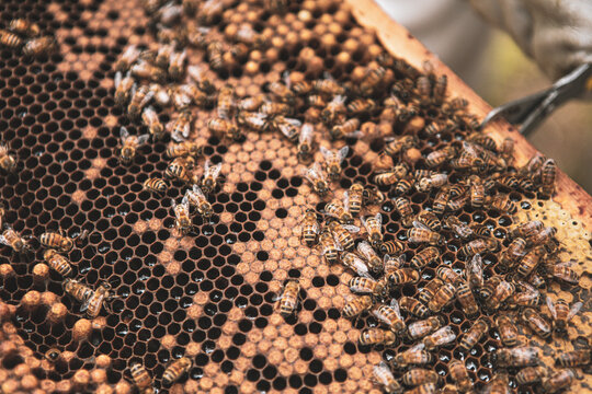 Beekeeping 