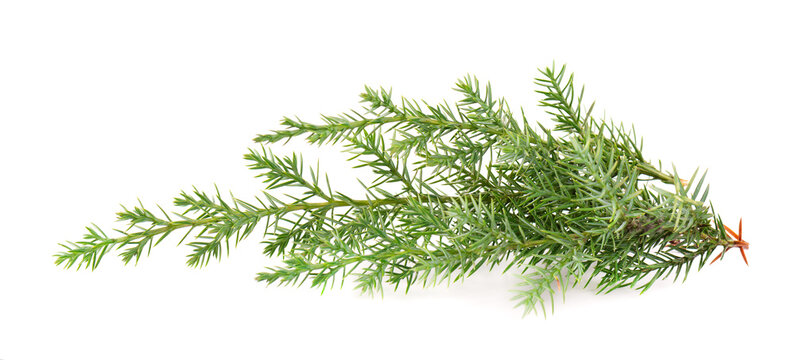 Juniper green branch, isolated on white background. Ornamental plants for landscape design.