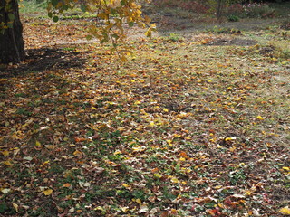 Top view of fallen leaves of birch covering the ground in autumn
