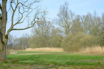 A view of a small pond located in the middle of a forested moor with meadow covered with shrubs in the foreground on a summer day. High quality photo