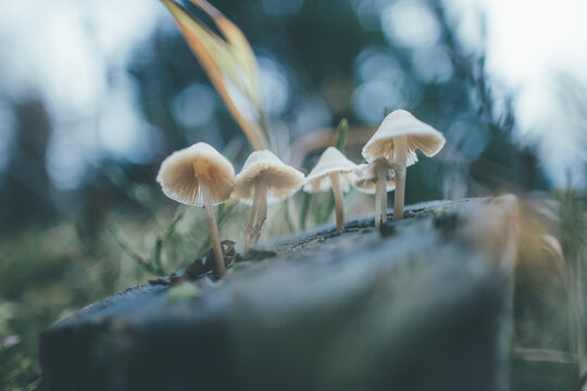 white mushroom in the forest