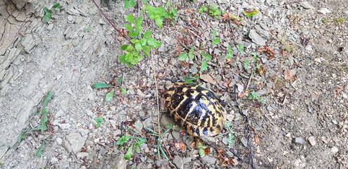 animal in the grass