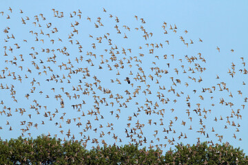 European Golden Plover, Pluvialis apricaria