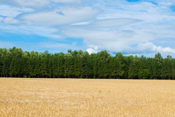 小麦畑と針葉樹