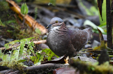 White-throated Quail-Dove, Zentrygon frenata