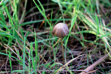 Grzybek © Justyna
