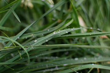 Dew drops on thin long blades of grass. Garden nature in the morning after rain. Macro