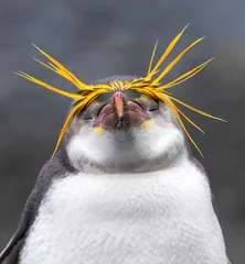 Fototapeten Royal Penguin, Eudyptes schlegeli © AGAMI