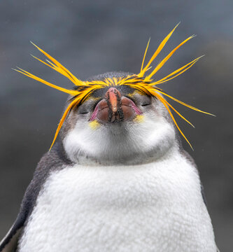 Royal Penguin, Eudyptes schlegeli