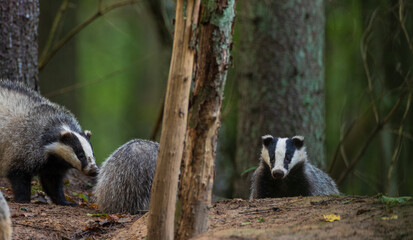 European Badger couple(Meles meles) in fall evening © Aleksander Bolbot