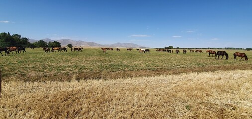 Fototapeta premium herd of cows