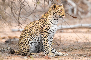 Leopard, Panthera pardus