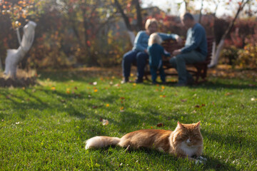 Red fluffy cat is laying on the grass in the backyard of countryhouse. Senior family and their granddaughter are playing together in the background. Sunny autumn day. Cottagecore aesthetics concept