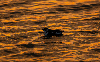 Little Auk, Alle alle