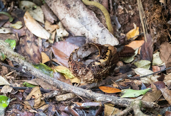 Collared Nightjar, Gactornis enarratus