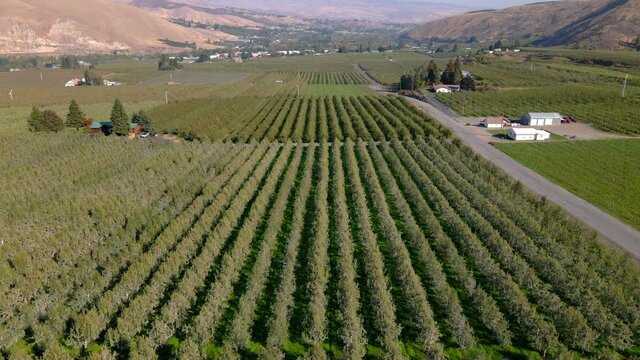 Modern agriculture. Aerial view on apple orchard in Wenatchee Valley, Washington