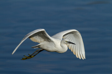 Garceta común (Egretta garzetta), volando sobre fondo azul.