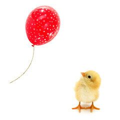 Chick is looking up at the flying red balloon conceptual photo about ambition in life 