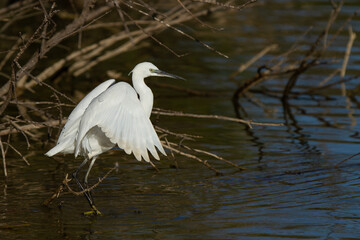 Doñana National Park, Spain, wading bird on the lagoon