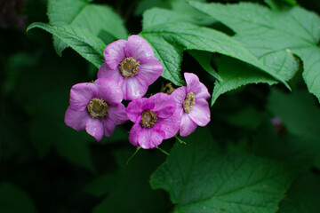 Rose hips flowers with light pink petals and yellow center among green leaves of bush in summer. Overcast