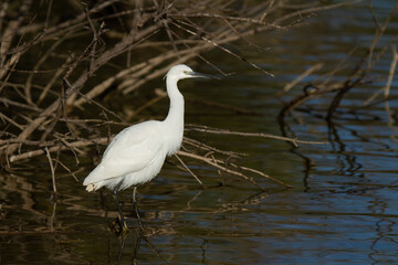 Doñana National Park, Spain, wading bird on the lagoon