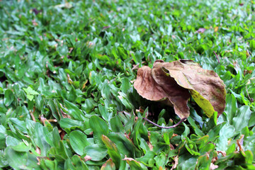 Green grasses and dry leaves in the garden.