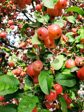 Apple tree. Photo for the background with apples on the tree. A small variety of ruddy fruits.