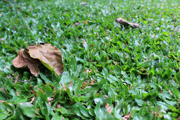 Green grasses and dry leaves in the garden.