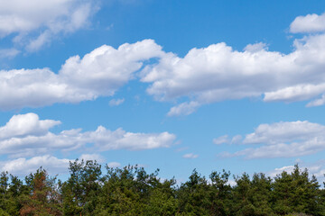 Obraz premium Cloudy blue sky with top of the forest trees. Sky and trees.