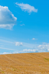 小麦畑の丘と青空