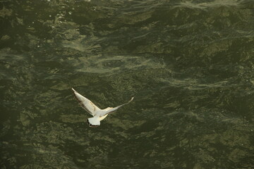 a Seagull flying over the sea