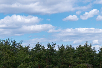 Fototapeta na wymiar Cloudy blue sky with top of the forest trees. Sky and trees.