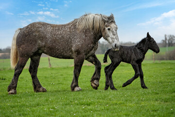 Obraz premium percherons, jument grise et son poulain