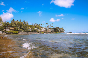 Plam trees at Cromwells Beach, Kahala, Honolulu,Oahu, Hawaii. waves hitting rocks