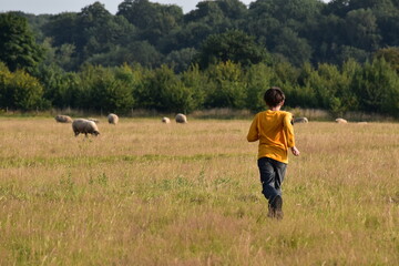 Fototapeta na wymiar Boy running in the pasture with sheep flock grazing, Coombe Abbey, England, UK