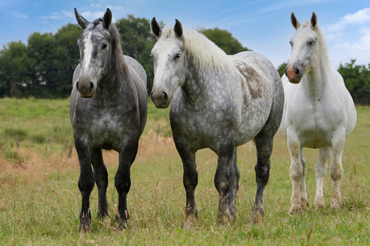 groupe de percherons