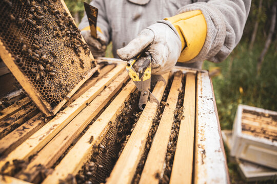 Beekeeper with bees in beehive