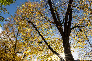 Beautiful rays of sunlight with blue sky through colorful leaves in the early morning make the beginning of the day a happy day with the relaxing atmosphere of autumn and fall in urban parks
