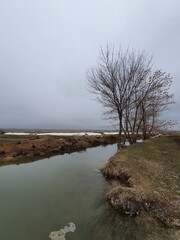 tree on the shore