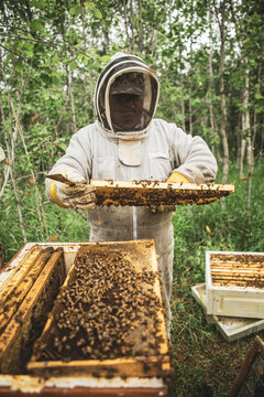 Beekeeper with bees in beehive