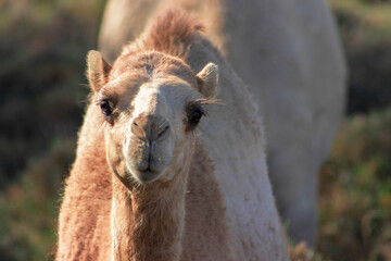 African Camel in the Namib desert.  Funny close up. Namibia, Africa