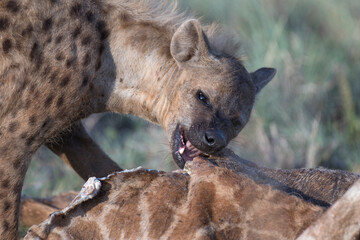 Wild ranging african spotted hyena carnivore