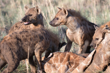 Wild ranging african spotted hyena carnivore
