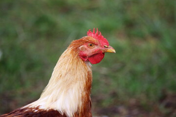 Pollo, de granja, corral
