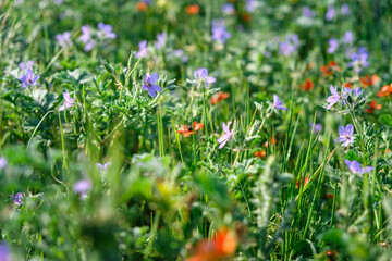 Green spring field with wild flowers and herbs