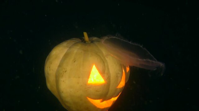 Halloween underwater: jellyfish slowly swims against the backdrop of a Halloween glowing pumpkin.