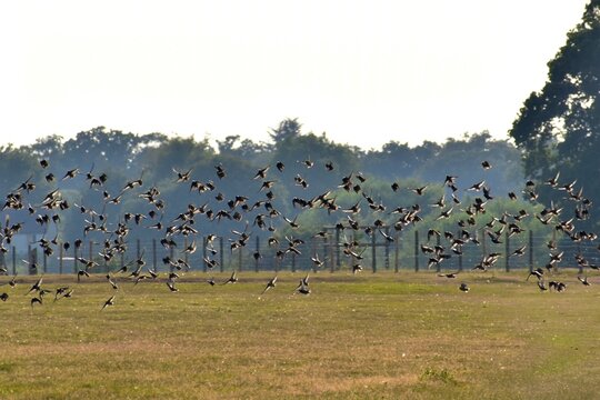 Flock Of Birds Flying Over The Field, Coombe Abbey, Coventry, England, UK