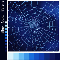Blue Harmonious Color Palette with Photo of Cobweb with Water Droplets in Nature.