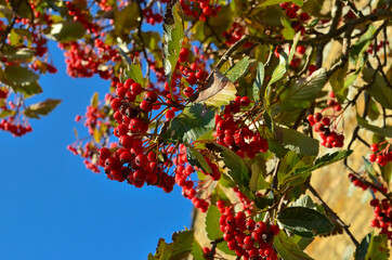 Rowan tree against a bright blue sky.